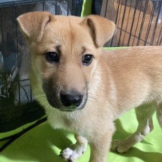 保健所からレスキュー！　元気なケリー君！