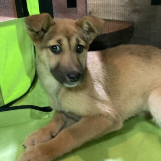 保健所からレスキュー！　優しいヴィーナちゃん！