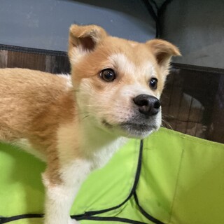 保健所からレスキュー！　子犬らしいマルス君！