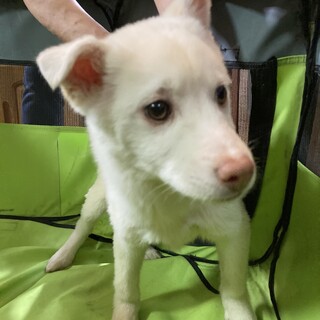 保健所からレスキュー！　おとなしいルナちゃん！