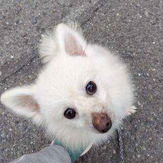 活発なポメラニアンの女の子　アグちゃん