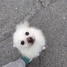 活発なポメラニアンの女の子　アグちゃん サムネイル2