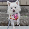活発なポメラニアンの女の子　アグちゃん サムネイル3