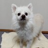 活発なポメラニアンの女の子　アグちゃん サムネイル5