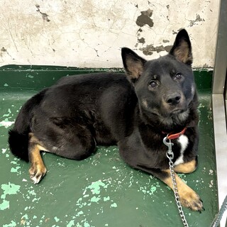 温かいおうちの子になれますように