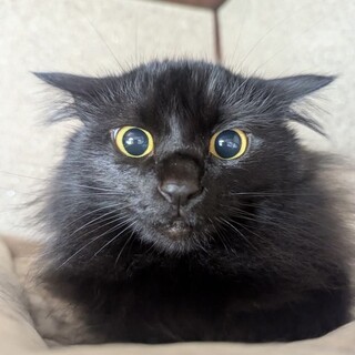 長毛の黒猫の女の子︎︎⟡.·