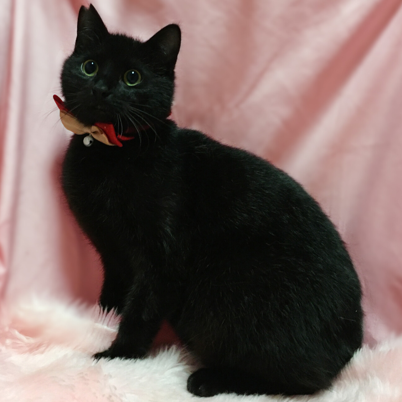 丸顔まんまるお目々の黒猫」東京都 - 猫の里親募集(513892