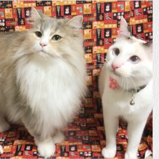 新しいお家を探しています。