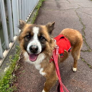 食いしん坊の【ブリット】くん