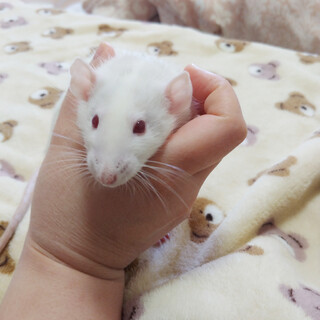 ファンシーラット オス5匹