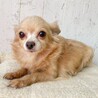 優しいお顔立ちのチワワハーフちゃん♪ サムネイル5