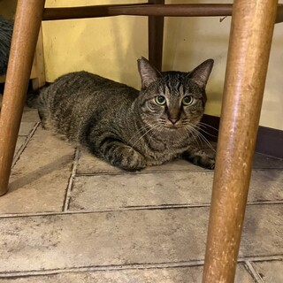 ちょっとビビリなキジトラの菊正宗清四郎くん