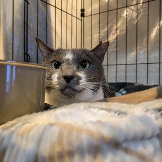 治療中　ひらりちゃん