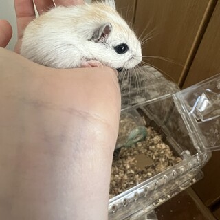 ジャービル（幼体）里親の募集