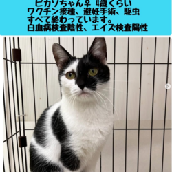 【猫の避妊と去勢の会】猫の譲渡会とパネル展、困りごと相談会 サムネイル2