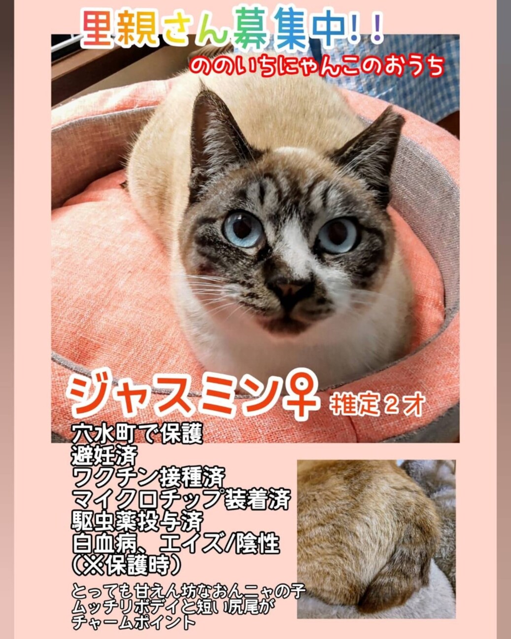 ののいちにゃんこのおう」（びーにゃんくらぶのイベント #25547