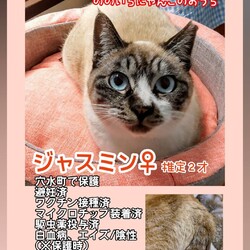 【ののいちにゃんこのおうち】猫の譲渡会 サムネイル2