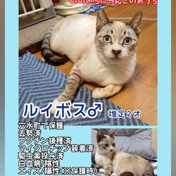 【ののいちにゃんこのおうち】猫の譲渡会 サムネイル3