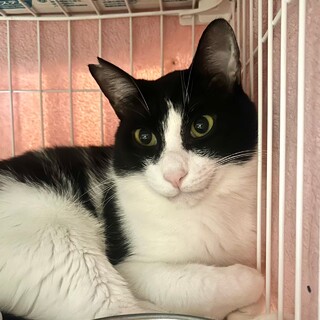 控えめな甘えん坊★「たらのめ」