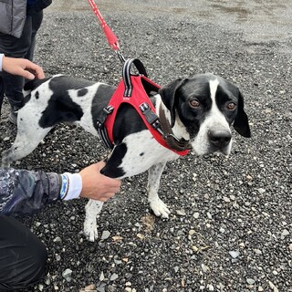 ラッキー　イングリッシュポインター　人好き