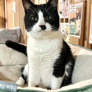 どっしり貫禄★「アンブレ」