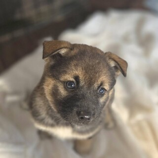 募集一時停止中です2ヶ月弱の女の子