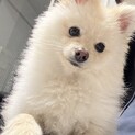 10ヶ月のポメラニアンの男の子です！