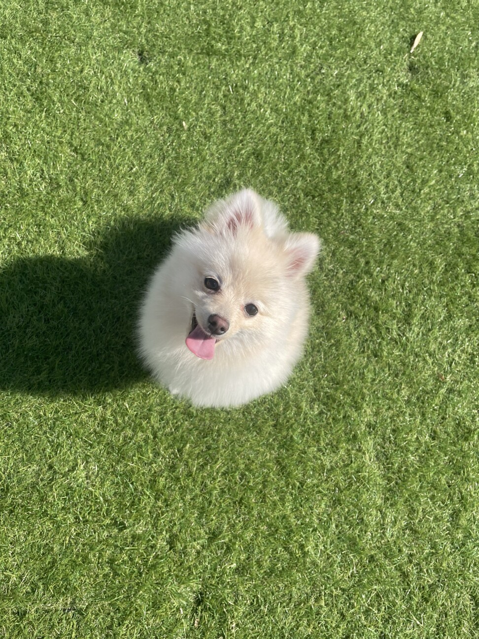 10ヶ月のポメラニアンの」福岡県 - 犬の里親募集(513932) 4枚目の