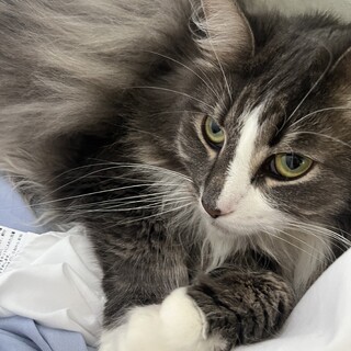 ノルウェージャンフォレストキャット　メス