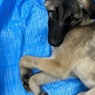 ビビりの甘えんぼ、ほっくん頑張り中！