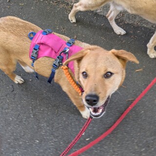 小柄な控えめ女の子