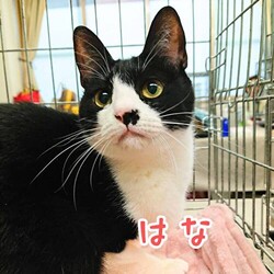 猫の譲渡会　in　名古屋市昭和生涯学習センター サムネイル2