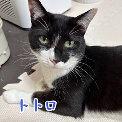 猫の譲渡会　in　名古屋市昭和生涯学習センター サムネイル3