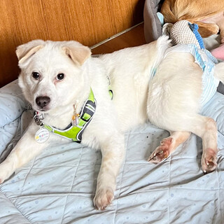 人馴れは一歩ずつ穏やかな女の子サラン