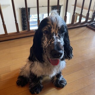 骨太で元気なワンコです。