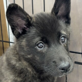 過去一優しい性格おとなしい生後3ヶ月の女の子