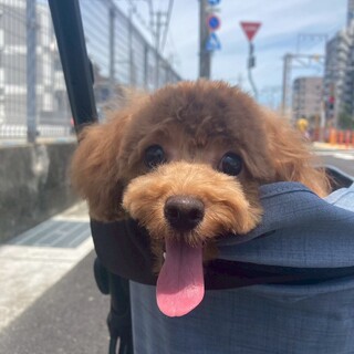 トイプードル１歳女の子