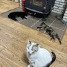 耳カットナシです♩猫が大好きな黒猫のくろにゃん！ サムネイル4