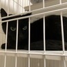 耳カットナシです♩猫が大好きな黒猫のくろにゃん！ サムネイル2