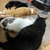 耳カットナシです♩猫が大好きな黒猫のくろにゃん！ サムネイル5