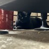 耳カットナシです♩猫が大好きな黒猫のくろにゃん！ サムネイル6