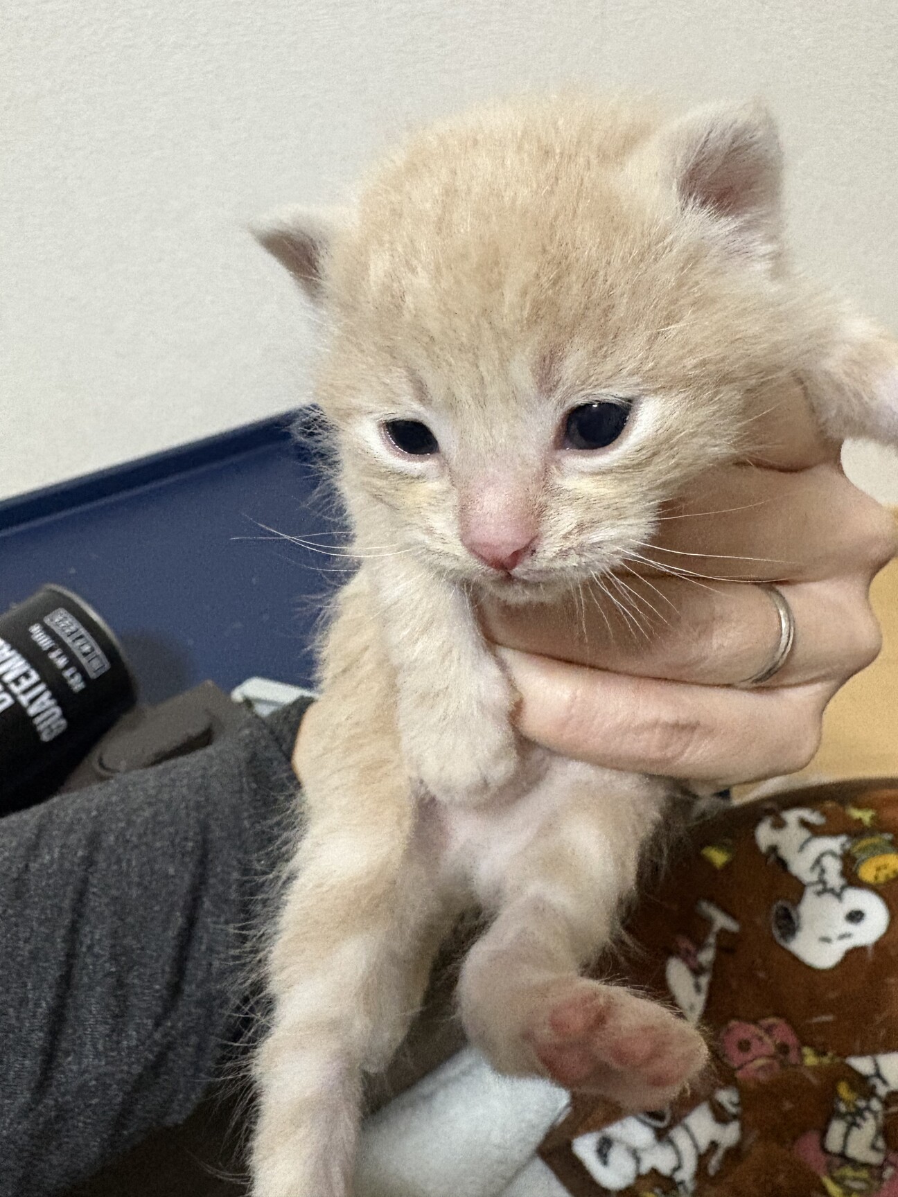 ふんばり親子猫 茶トラ 茶トラ子猫♂」愛知県 - 猫の里親募集(508907) :: ペットの