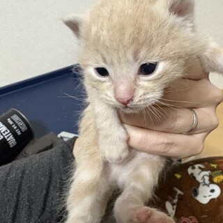 茶トラ子猫。約生後2、3ヶ月頃