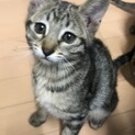 2/4生まれ　キジトラ女の子ルナちゃん