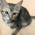 2/4生まれ　キジトラ女の子マリアちゃん