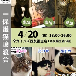 にゃんサポあきる野譲渡会inカインズ福生店