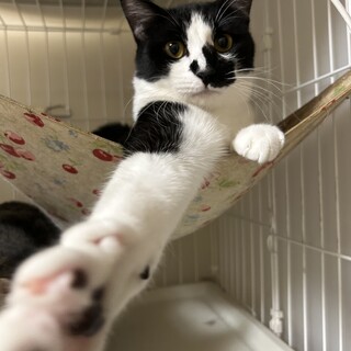 【トライアル中】鳴き声が可愛いフワフワ男子