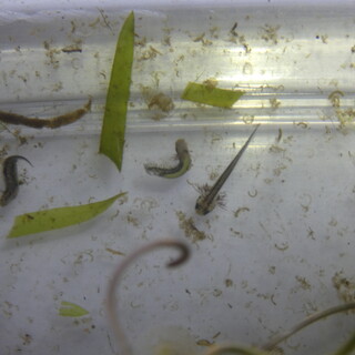 アカハライモリ