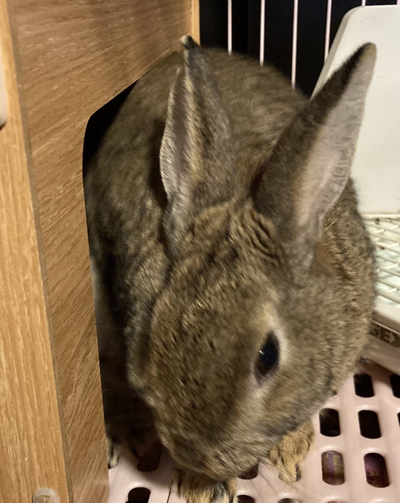 うさぎ」長野県 - 小動物の里親募集(513669) :: ペットのおうち【里親