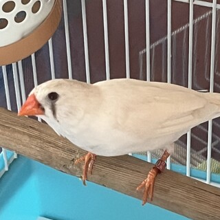 キンカチョウ♀再検討中